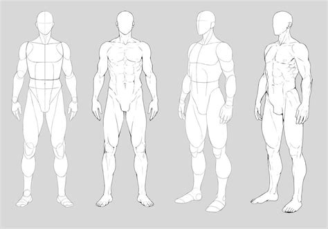 male anatomy reference|male body types drawing reference.